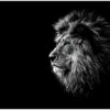 Majestic Lion With Piercing Blue Eyes Kuva Musta/Harmaa